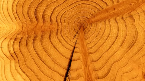 Redwood Revolution